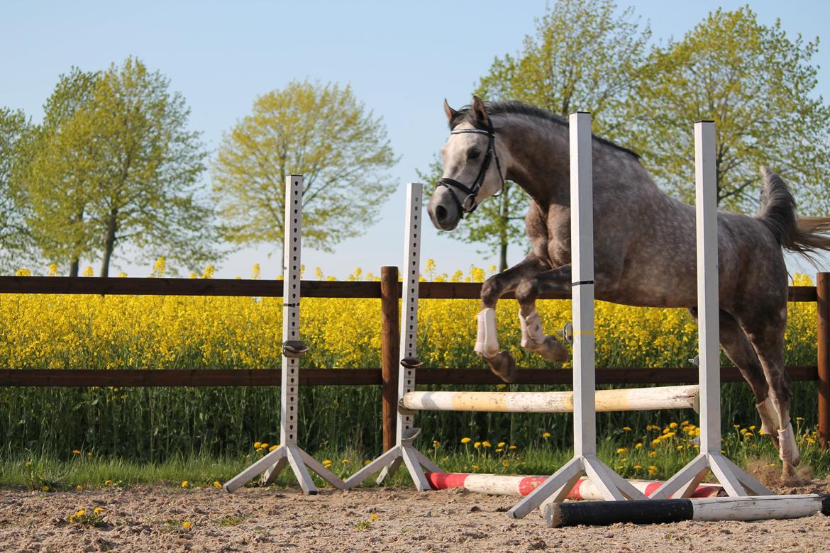 Anden særlig race Esico  billede 20
