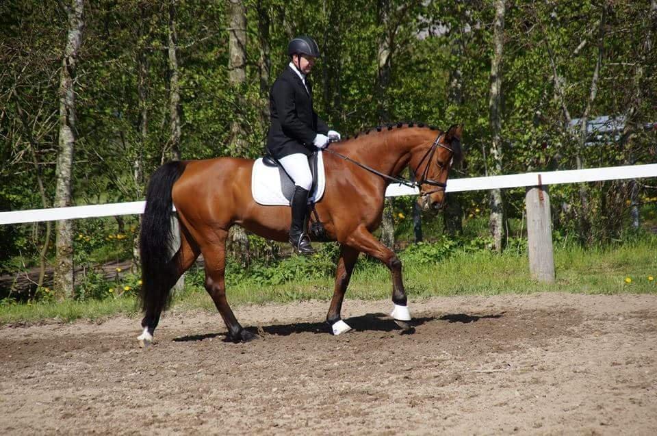 Hollandsk Varmblod Amerette V.D.W billede 1
