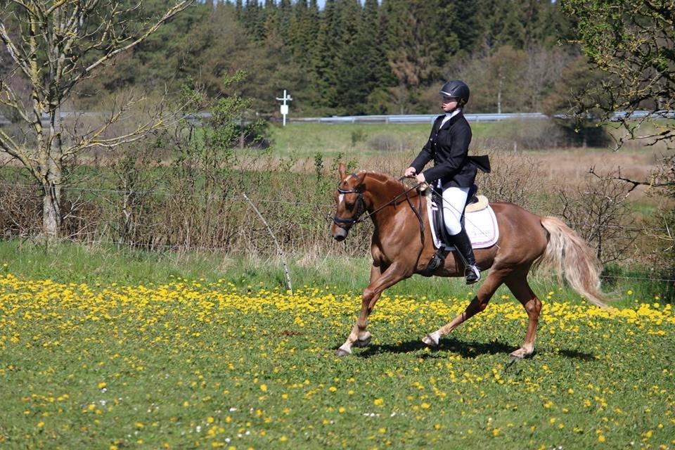 DSP Sunspot - Opvarmning inden vi skulle ride vores første LA1 på bane A billede 7