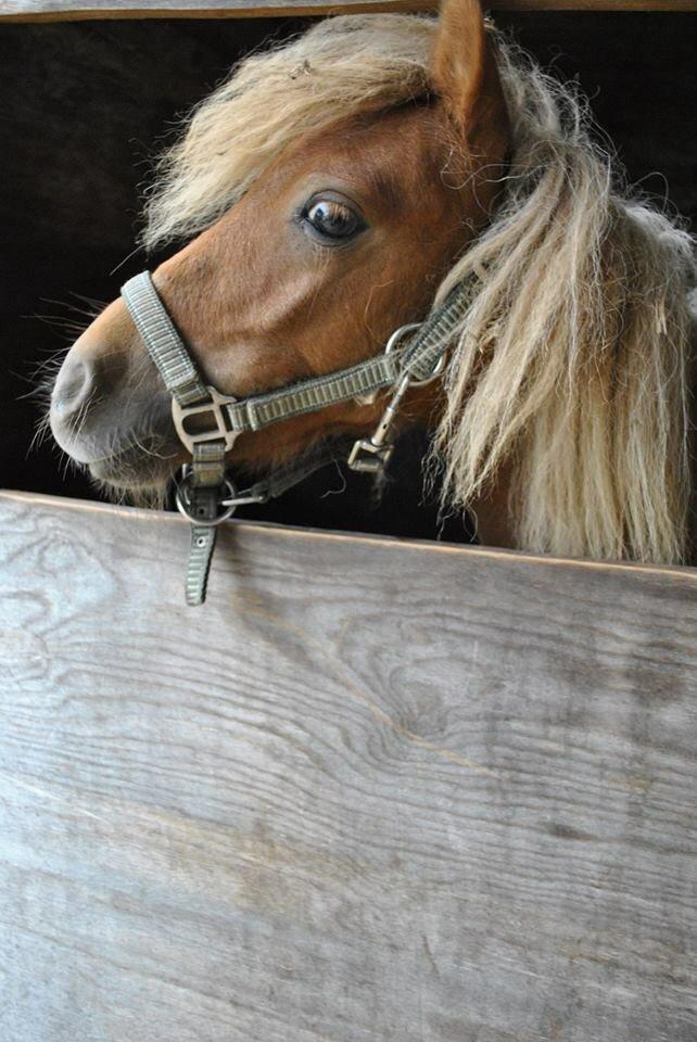 Shetlænder Bette fnug billede 11