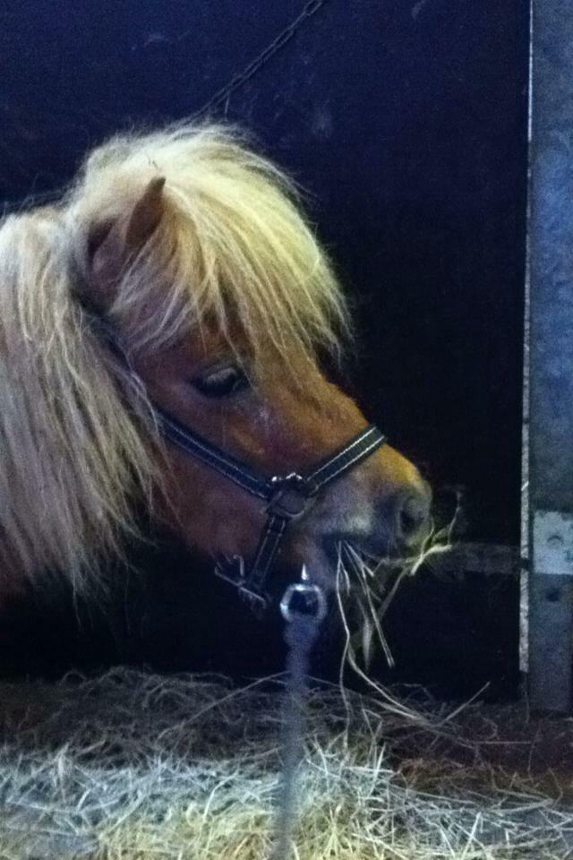 Shetlænder Bette fnug billede 9