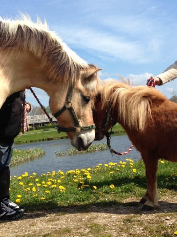 Shetlænder Bette fnug billede 3