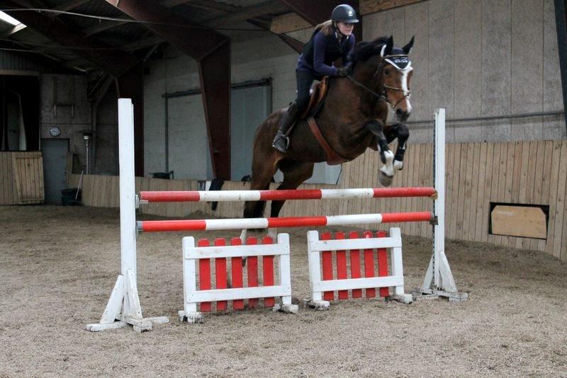 Dansk Varmblod Michigan - Over 115cm billede 9