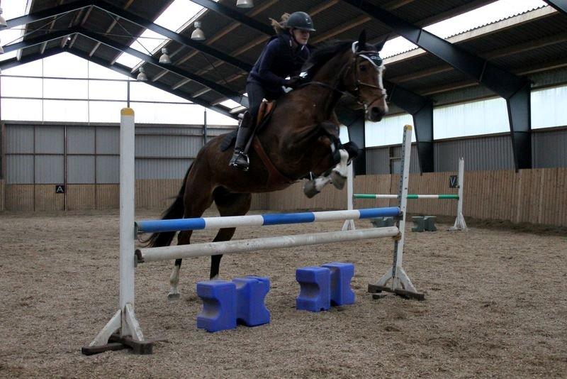 Dansk Varmblod Michigan billede 6