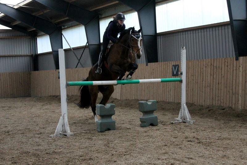 Dansk Varmblod Michigan - Velkommen til Michi's profil her springer vi 120cm. :) billede 1