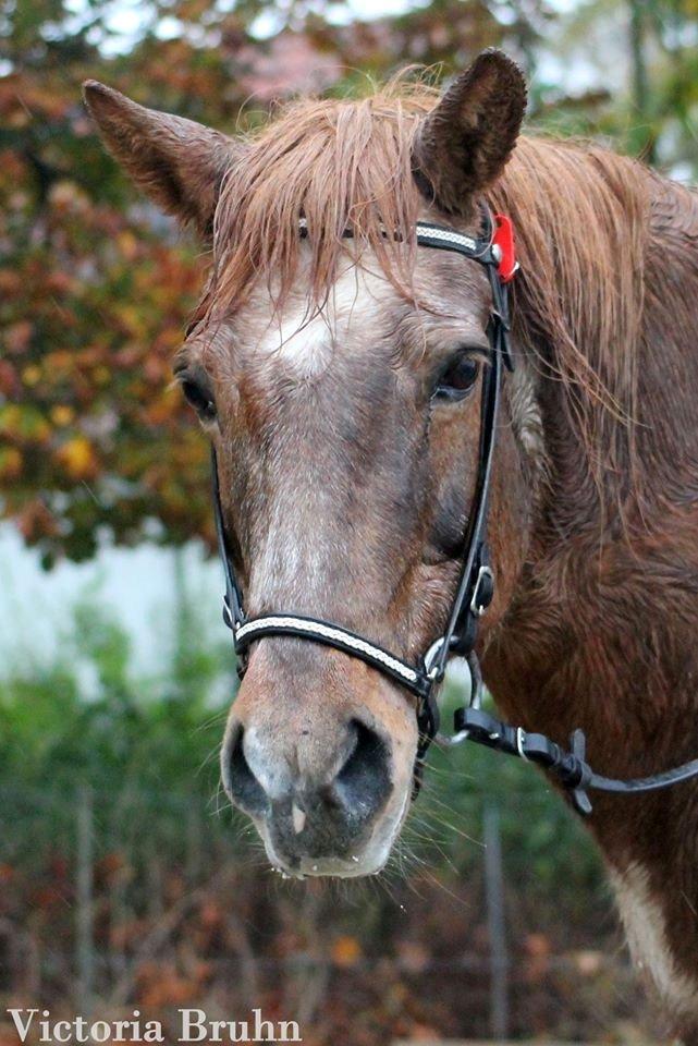 Islænder Kemba von Asbeck - Regnvejrskemba billede 5