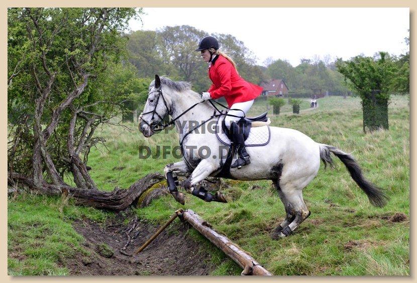 Knabstrupper Rikke Af Dutterup - Mattsson jagt - Første grøft billede 11