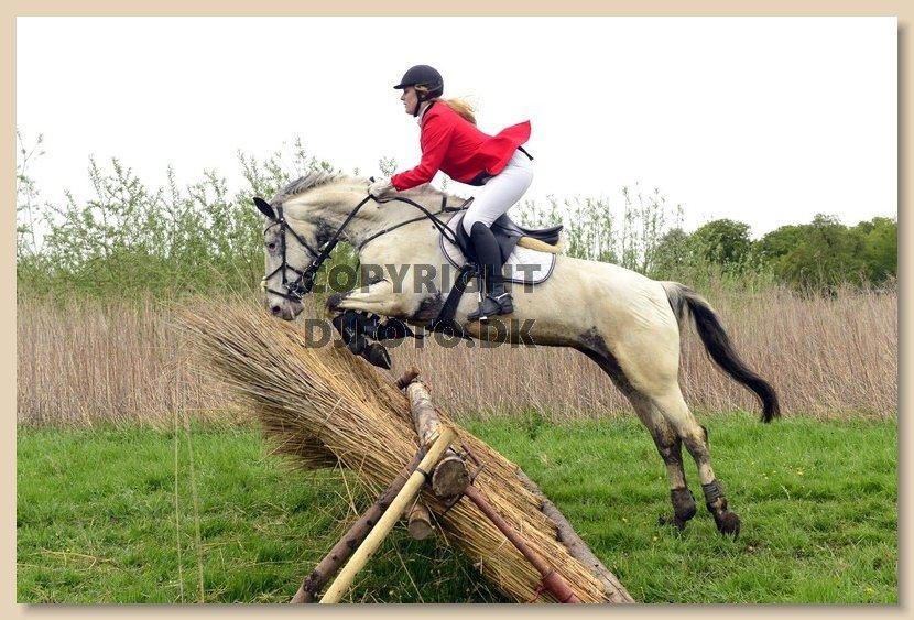 Knabstrupper Rikke Af Dutterup - Mattsson jagt 15 - Afsluttende reprise på klampenborg galopbane :) billede 2