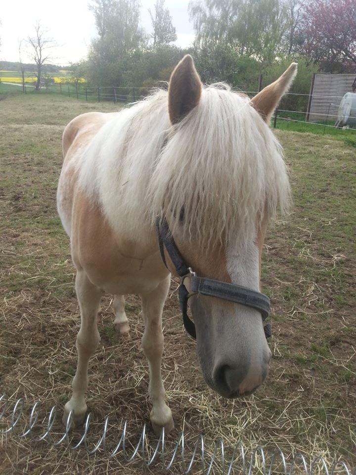 Haflinger Hellia billede 9