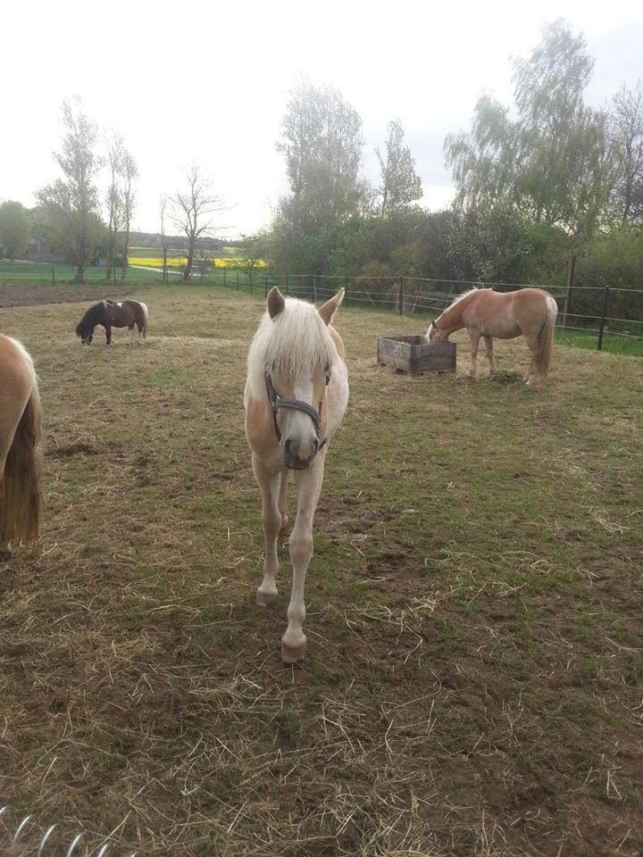Haflinger Hellia billede 10