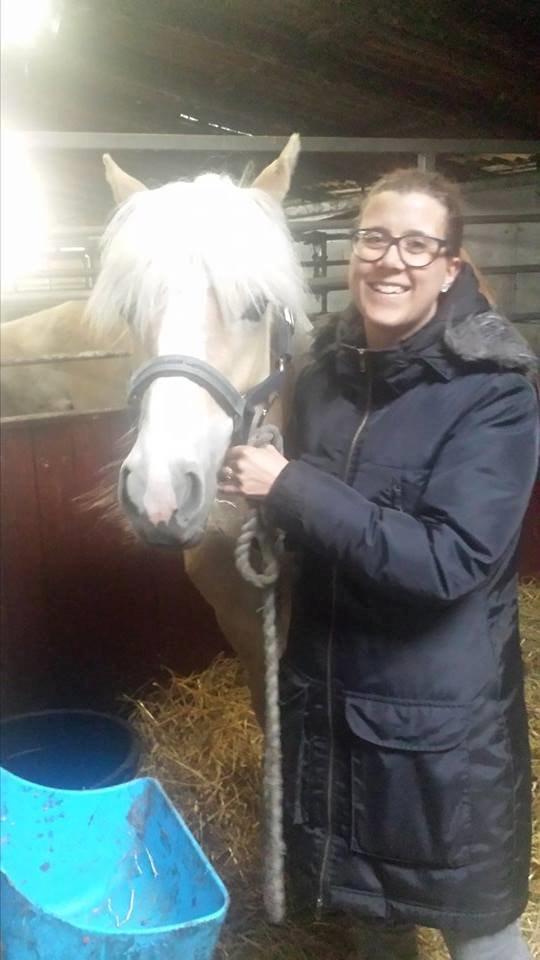 Haflinger Hellia billede 11