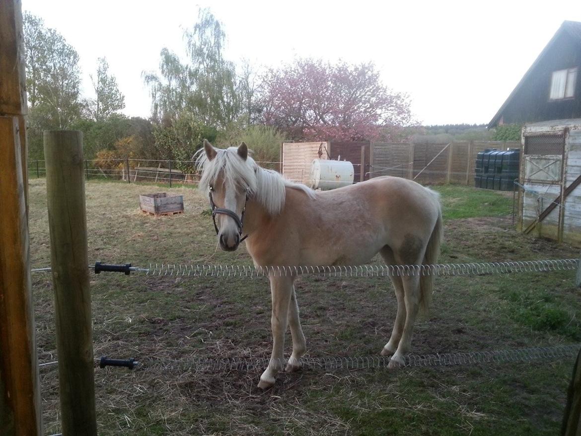 Haflinger Hellia billede 12