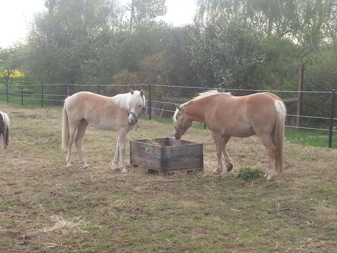 Haflinger Hellia billede 13