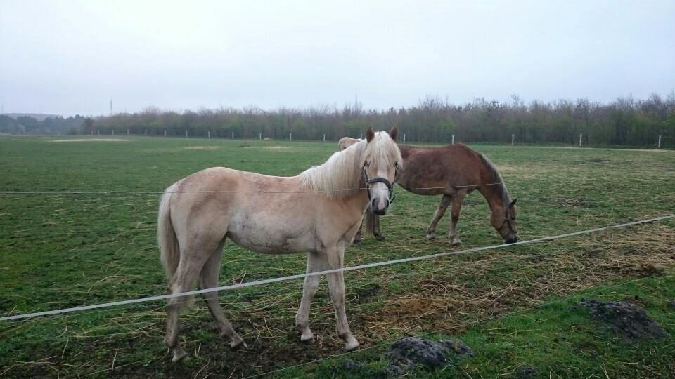 Haflinger Hellia billede 14