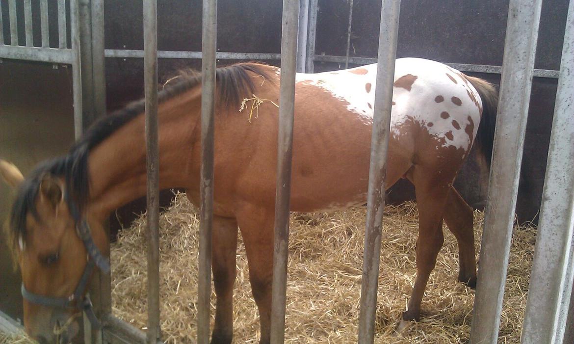 Anden særlig race magnus billede 2