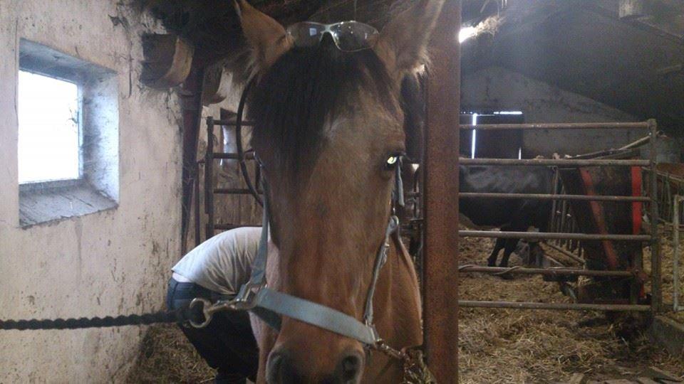 Anden særlig race magnus billede 4