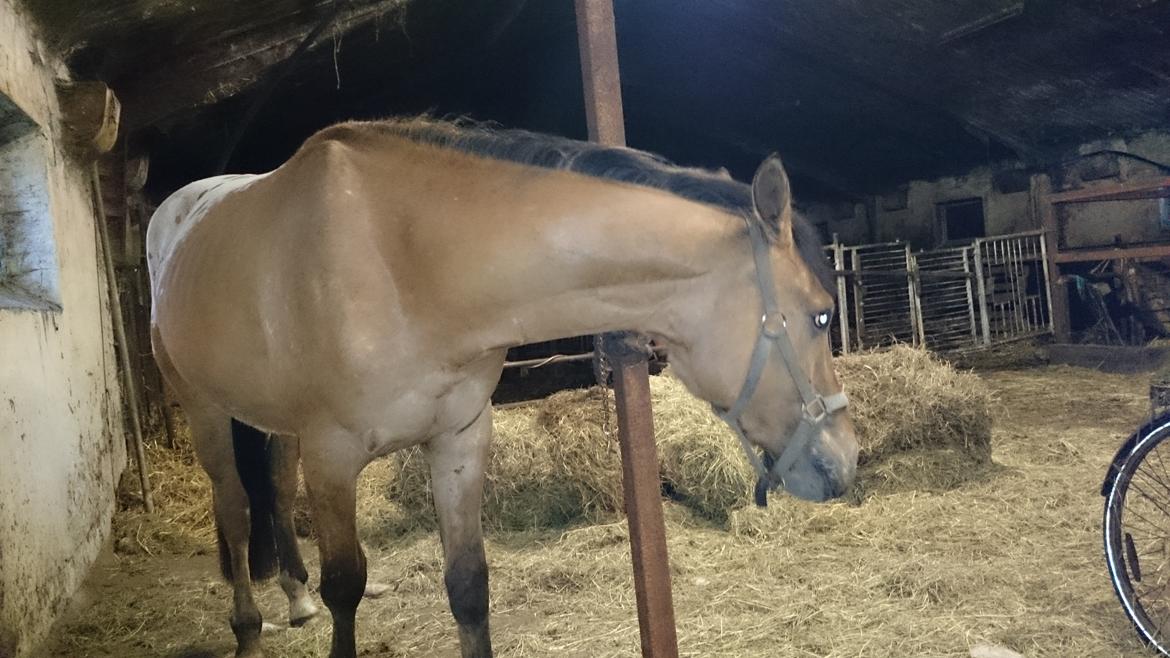 Anden særlig race magnus billede 5