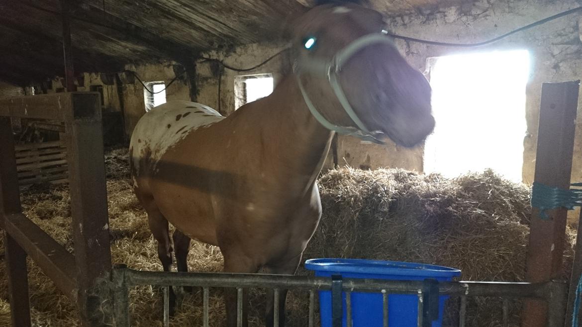 Anden særlig race magnus billede 6