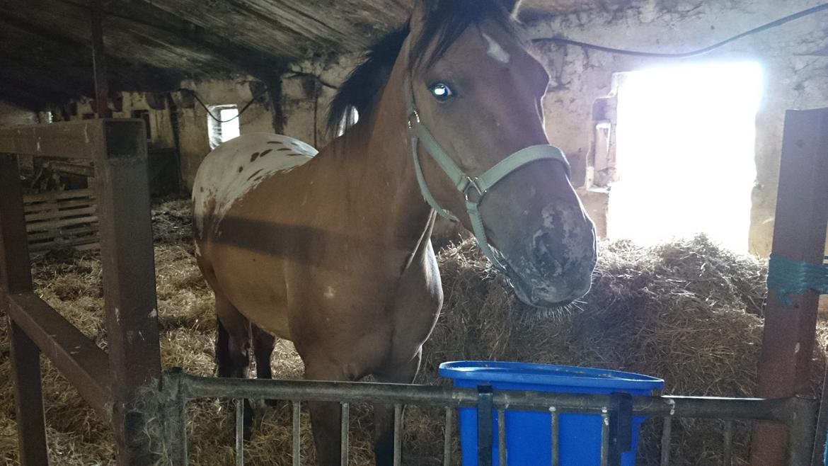 Anden særlig race magnus billede 7