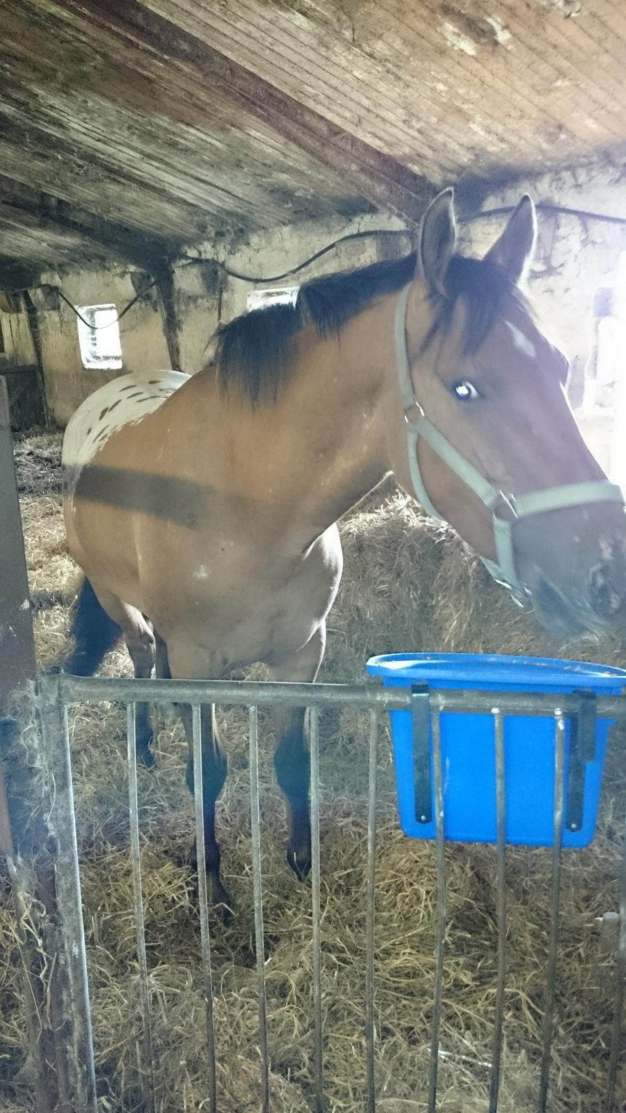 Anden særlig race magnus billede 8