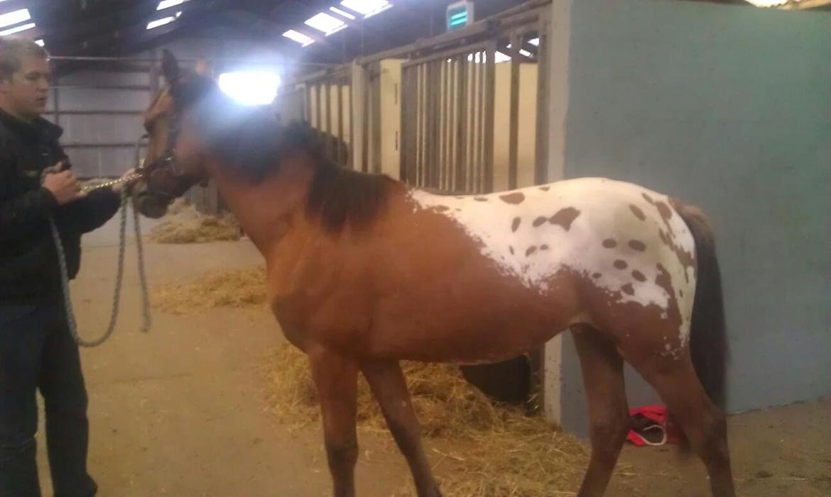 Anden særlig race magnus billede 3