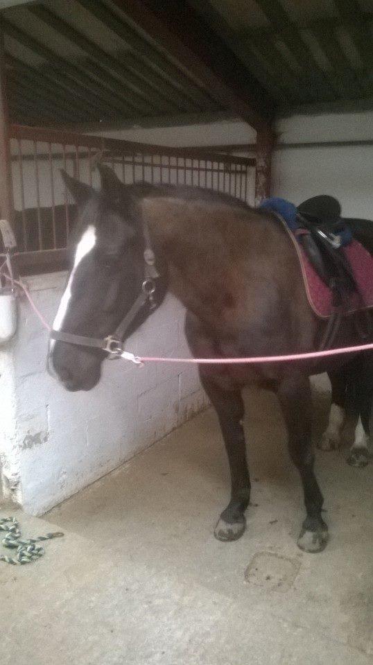 Oldenborg Bakkegårdens bari billede 11