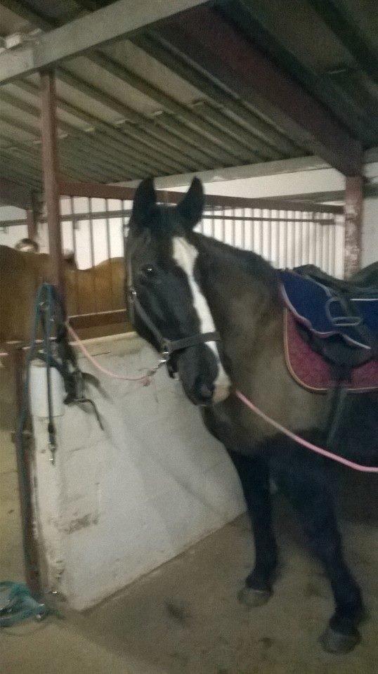 Oldenborg Bakkegårdens bari billede 12