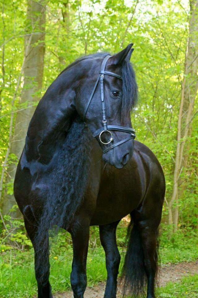 Frieser Coco billede 2