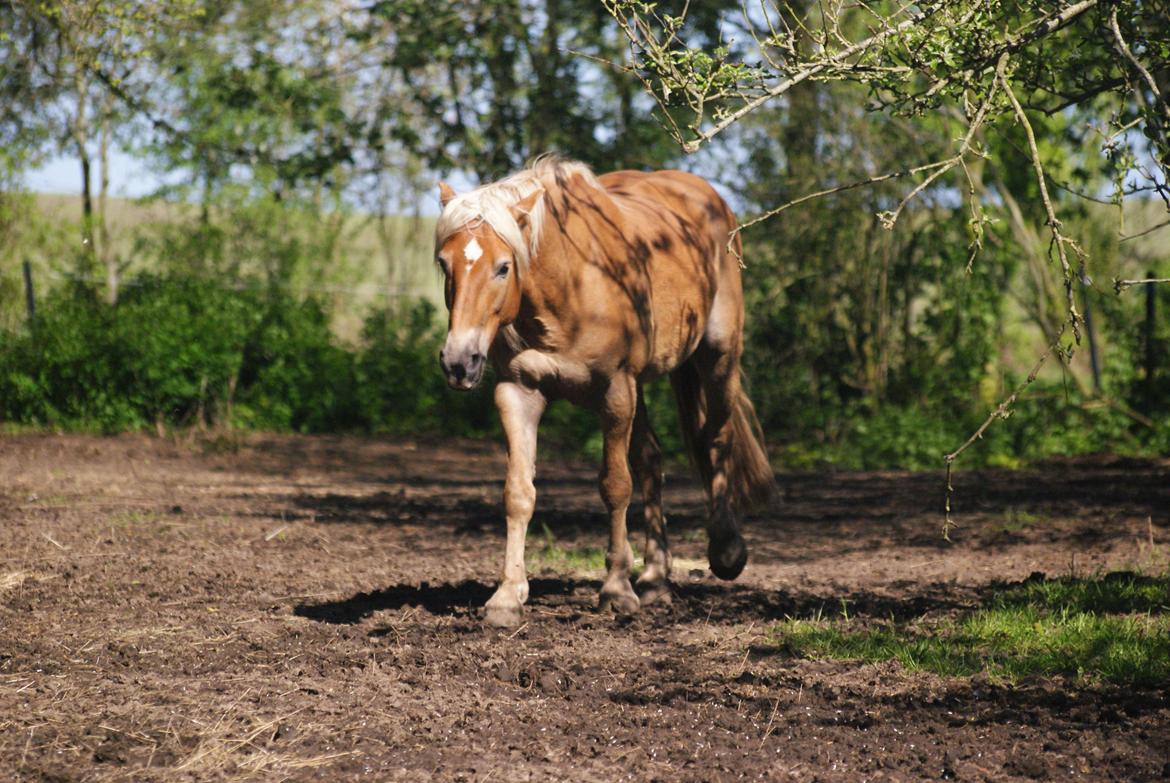 Haflinger Nam Nam billede 22