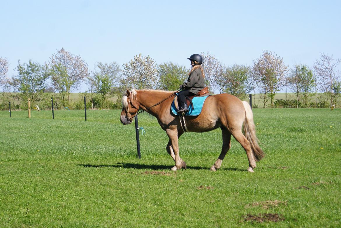 Haflinger Nam Nam billede 24