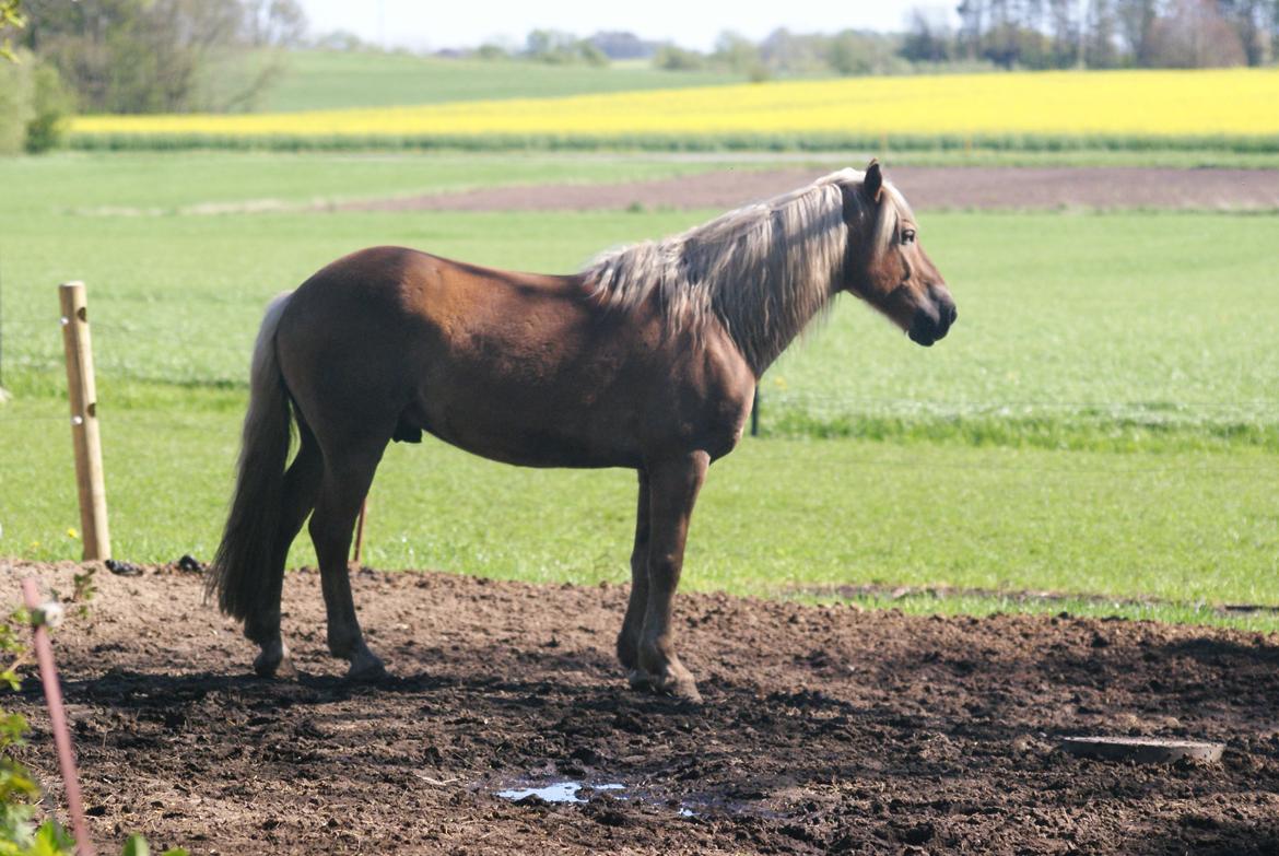 Haflinger Nam Nam billede 23