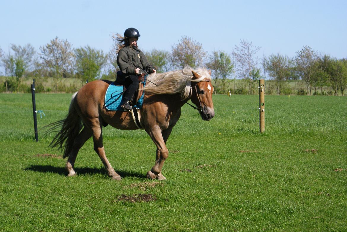 Haflinger Nam Nam billede 4