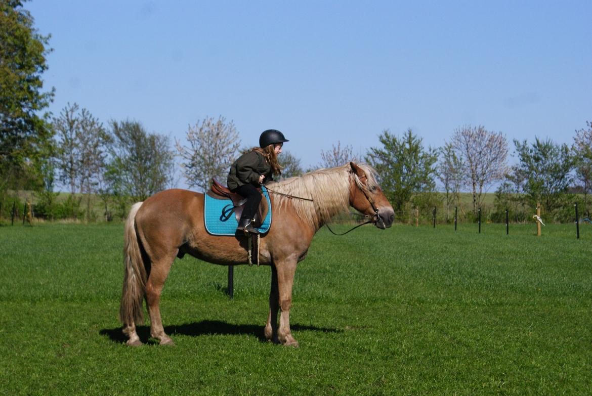Haflinger Nam Nam billede 13