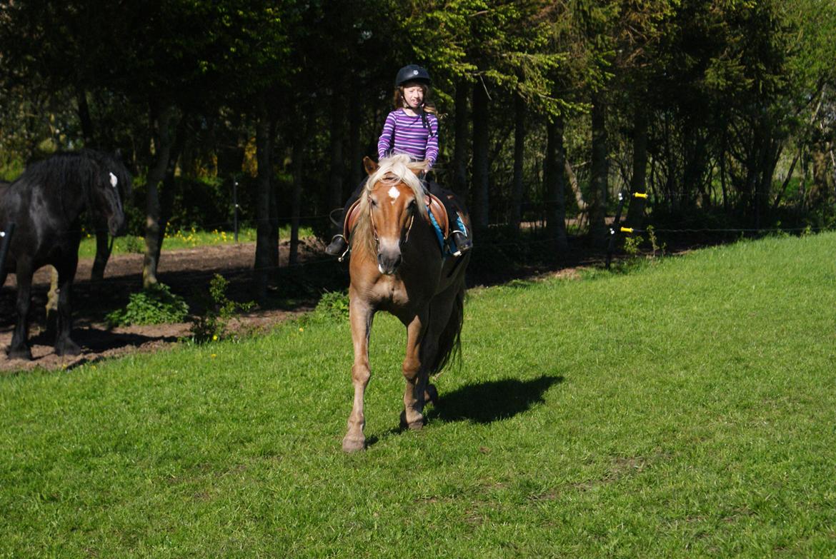 Haflinger Nam Nam billede 10