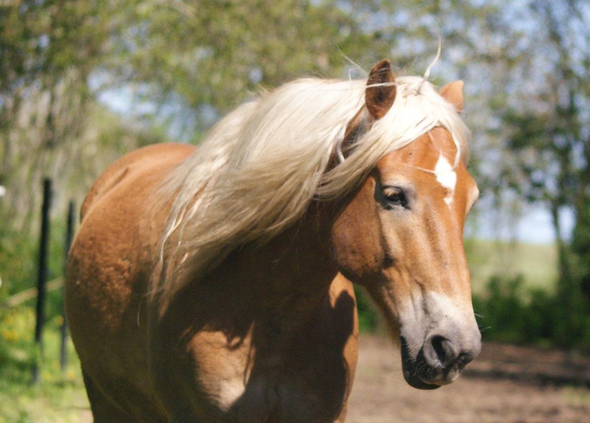 Haflinger Nam Nam billede 1