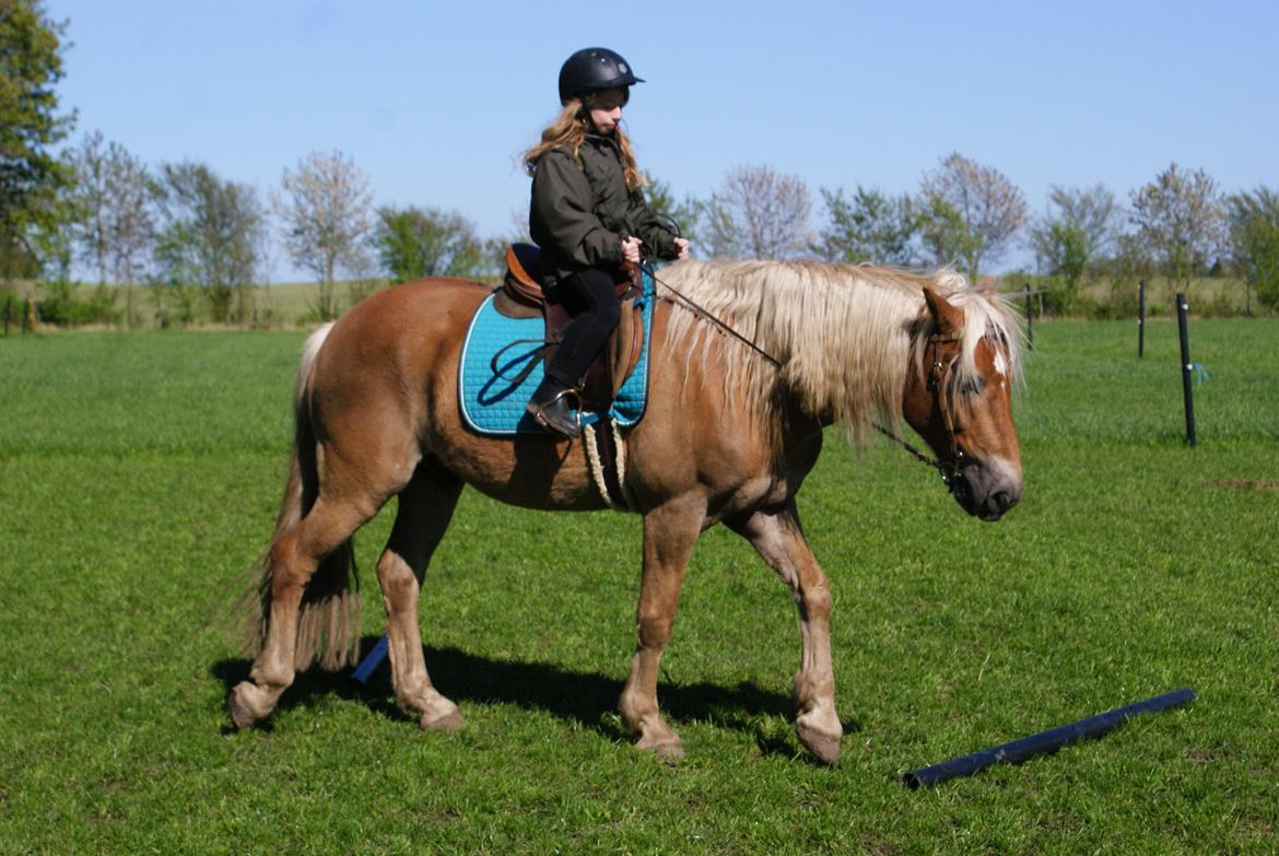 Haflinger Nam Nam billede 18