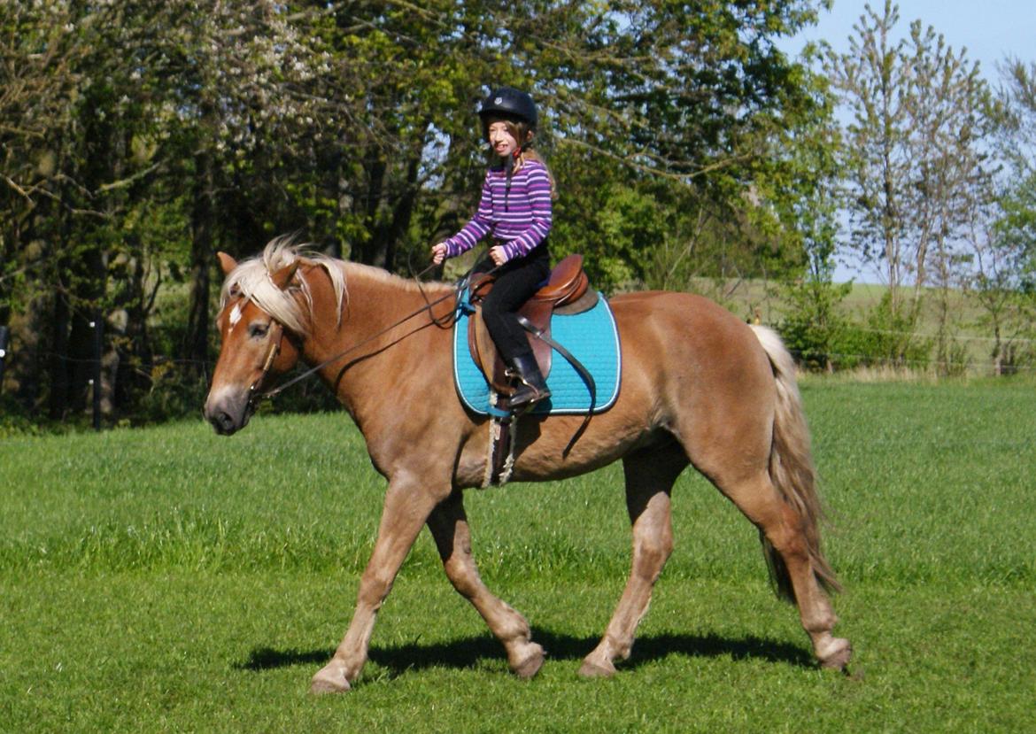 Haflinger Nam Nam billede 8