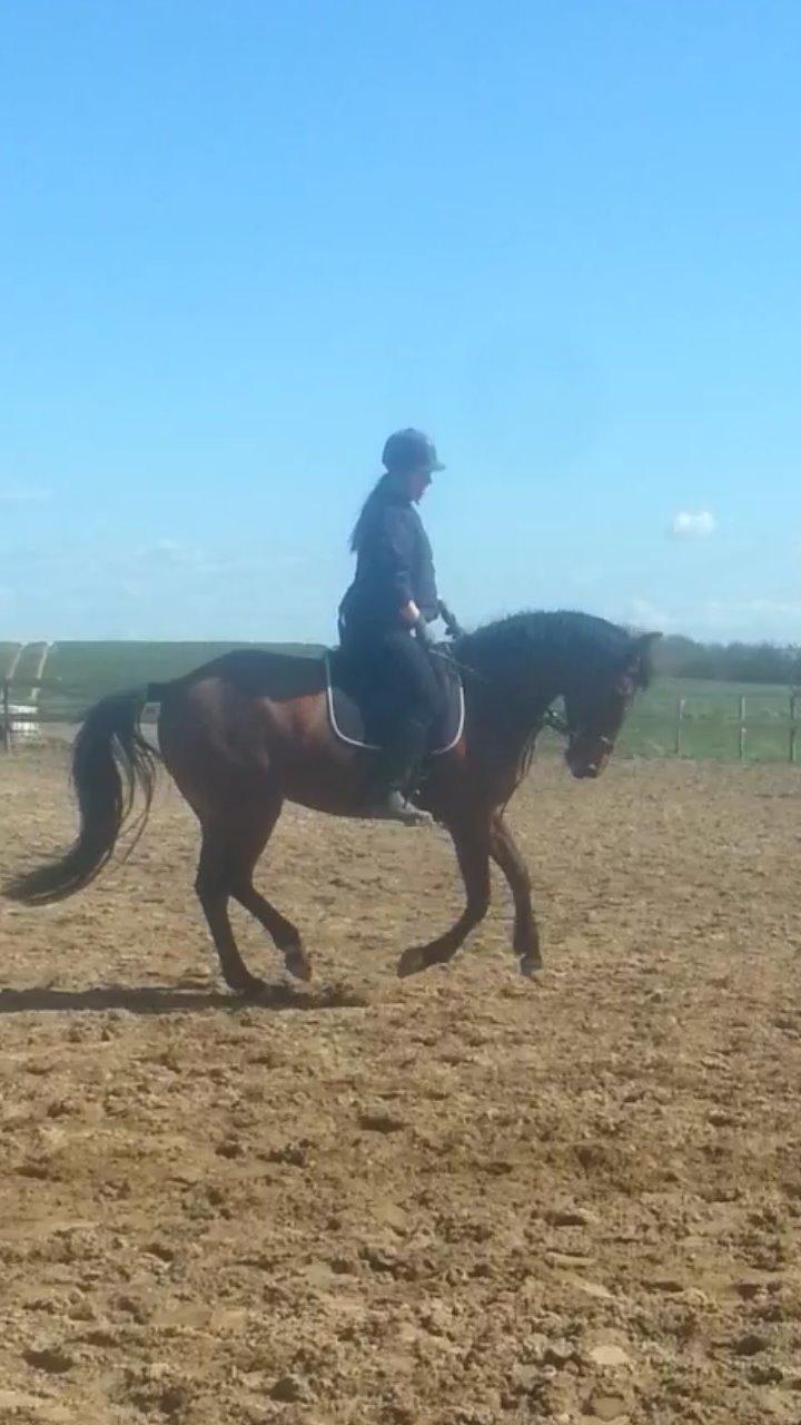 Anden særlig race *L*A*I*K*A* billede 1