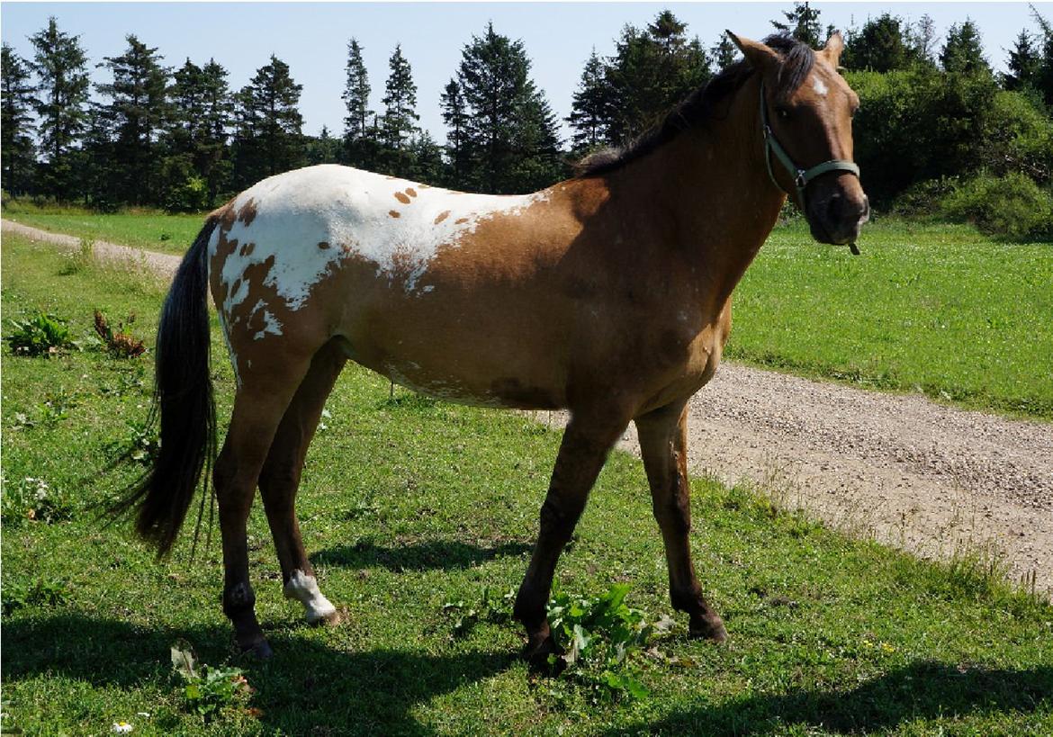 Anden særlig race magnus - det nyeste af magnus billede 1