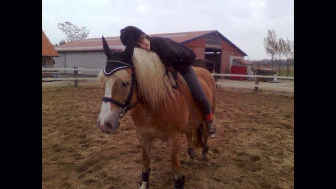 Haflinger alexandra billede 18