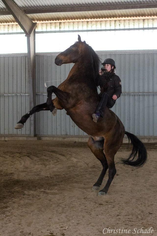 Pura Raza Española Zeus LIX billede 3