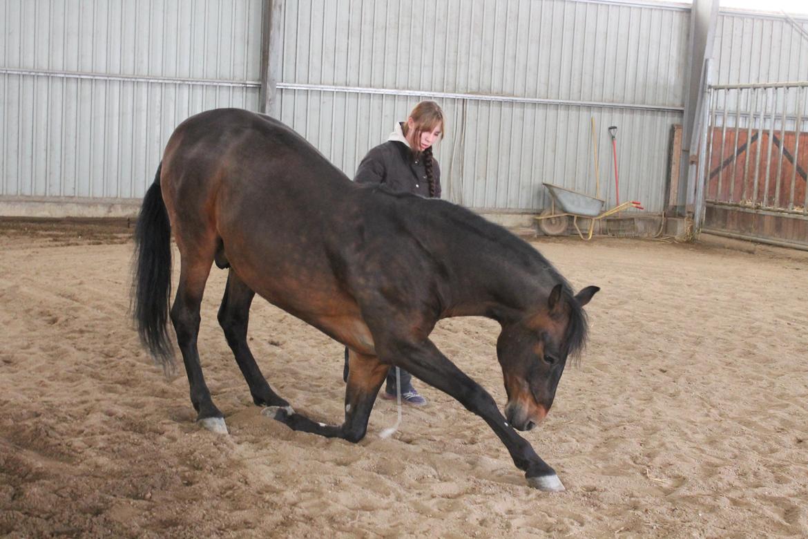 Pura Raza Española Zeus LIX billede 18