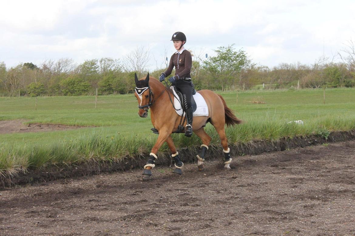 Welsh Partbred (Sec F) Daimler - Min dejligste makker! <33 billede 5