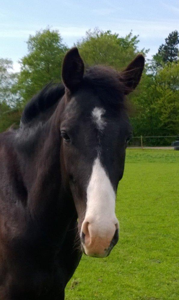 Dansk Varmblod Sundhøjs Duke (Duggie) billede 7