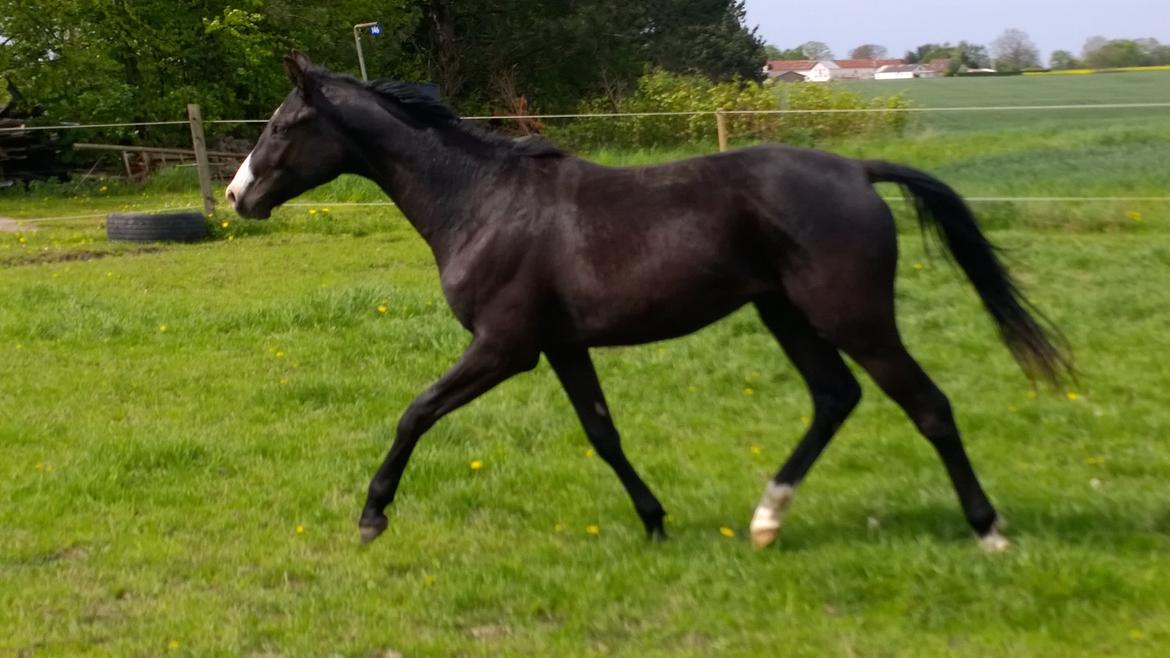 Dansk Varmblod Sundhøjs Duke (Duggie) billede 6