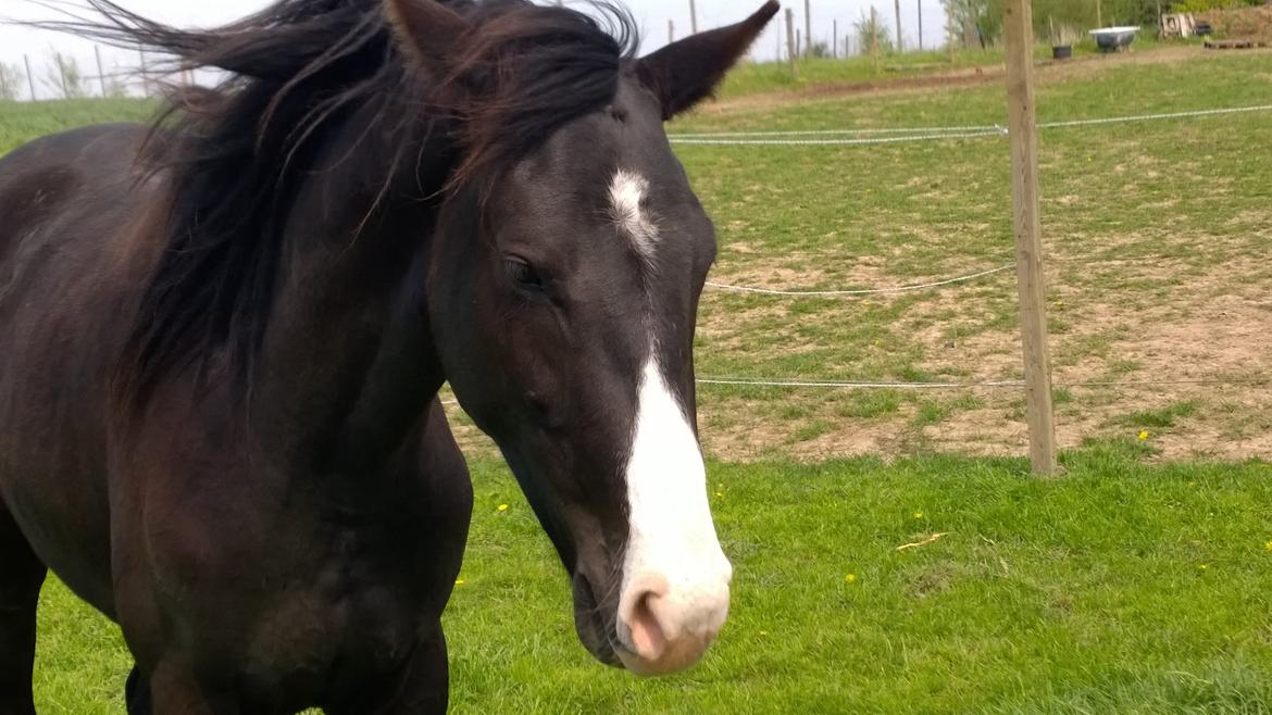 Dansk Varmblod Sundhøjs Duke (Duggie) billede 8