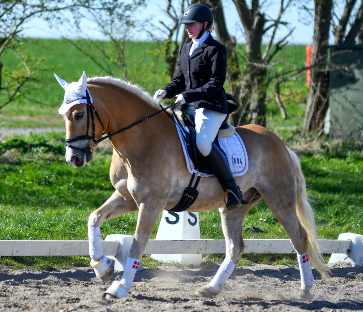 Tyroler Haflinger Elghuset's why not - Fie og Pony-Cup 2015 billede 10