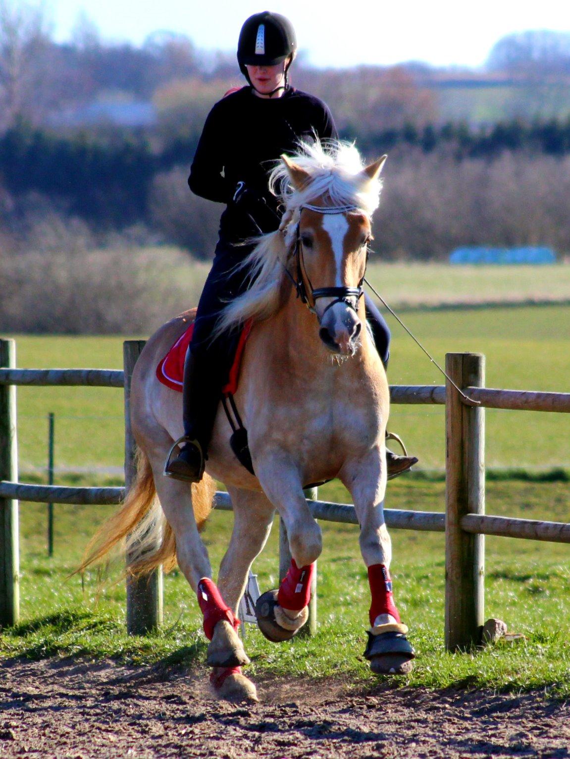 Tyroler Haflinger Elghuset's why not - Træning hjemme, 2015 billede 11