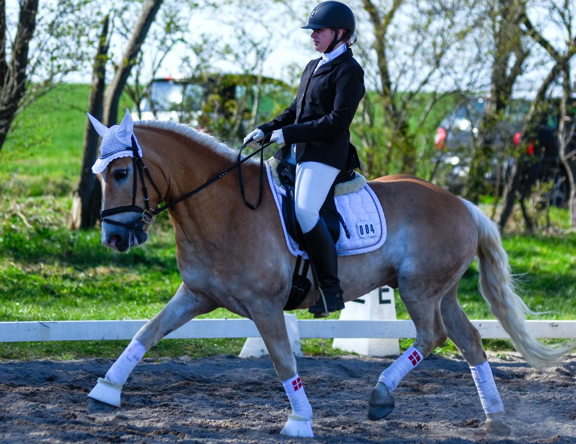 Tyroler Haflinger Elghuset's why not - Fie og Pony-Cup 2015 billede 9