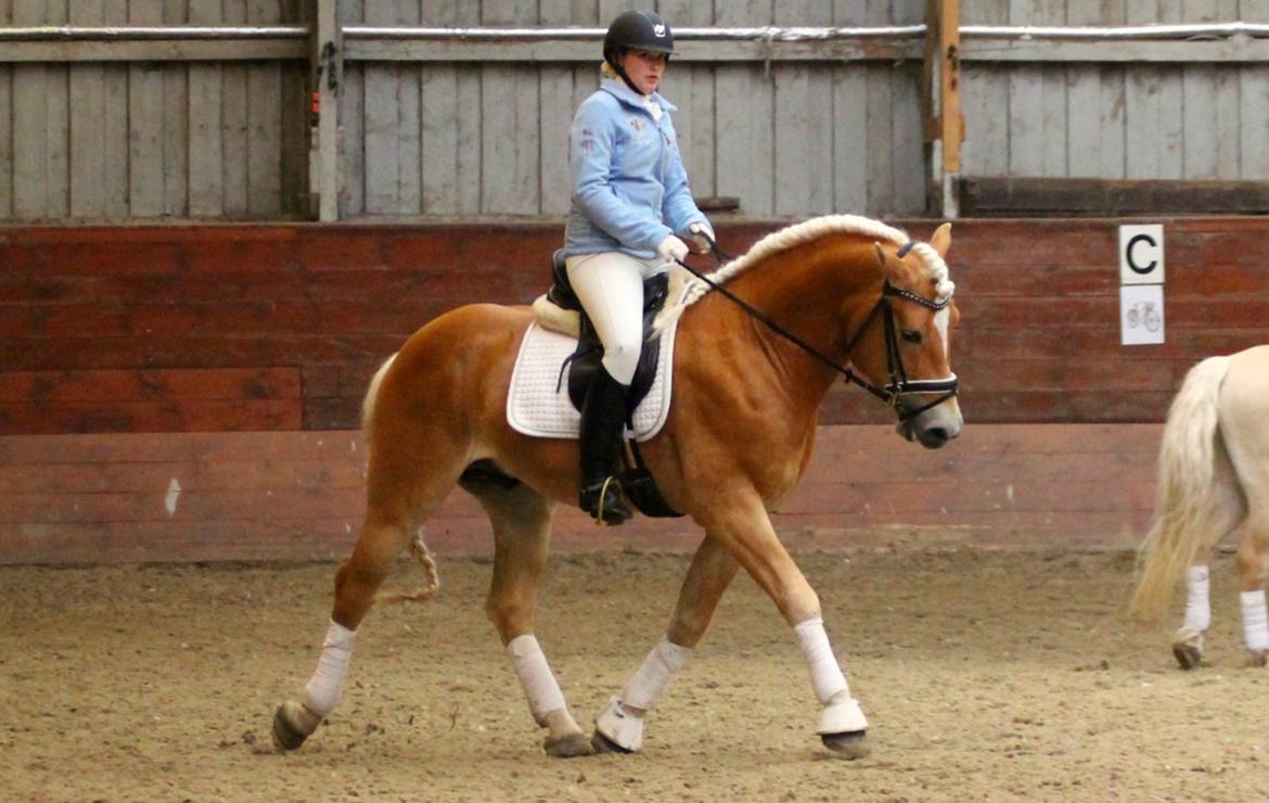 Tyroler Haflinger Stallone af Elghuset *AVLSHINGST* - Stallone's første stævne! <3 billede 8